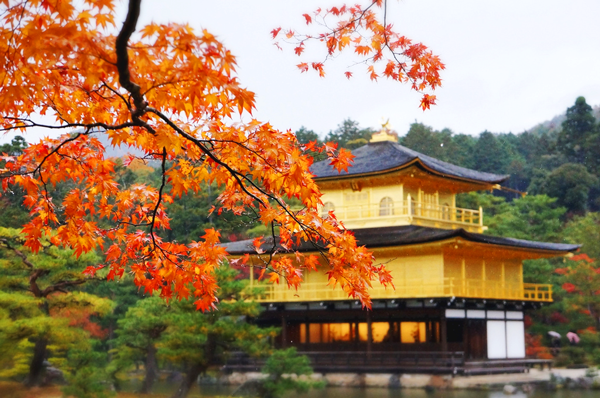 Thành cổ Kyoto vào mùa thu đẹp như tranh vẽ