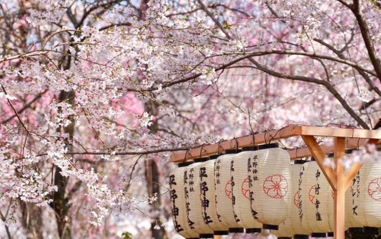 Du lịch Nhật Bản vào mùa xuân - mùa của hoa anh đào nở rộ
