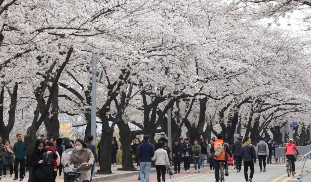 DU XUÂN NGẮM HOA ANH ĐÀO ĐẢO JEJU - SEOUL