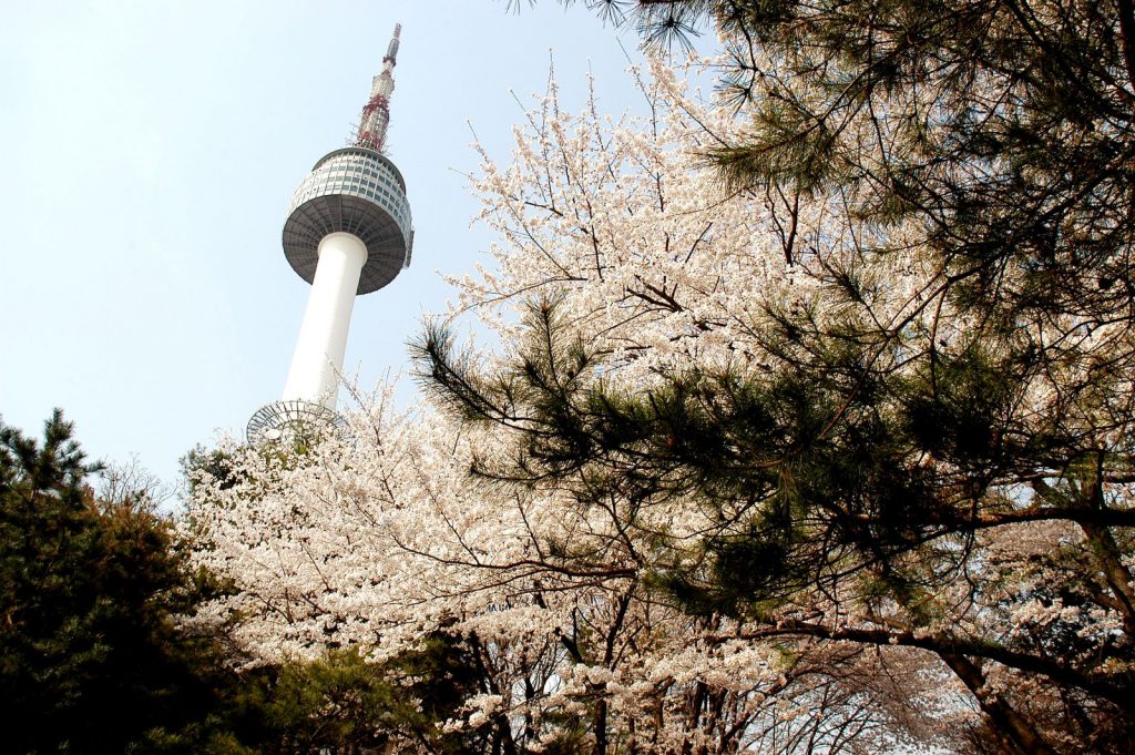 DU XUÂN NGẮM HOA ANH ĐÀO ĐẢO JEJU - SEOUL