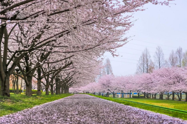 Tour du lịch Canada giá rẻ - Khám phá thả ga không lo về giá